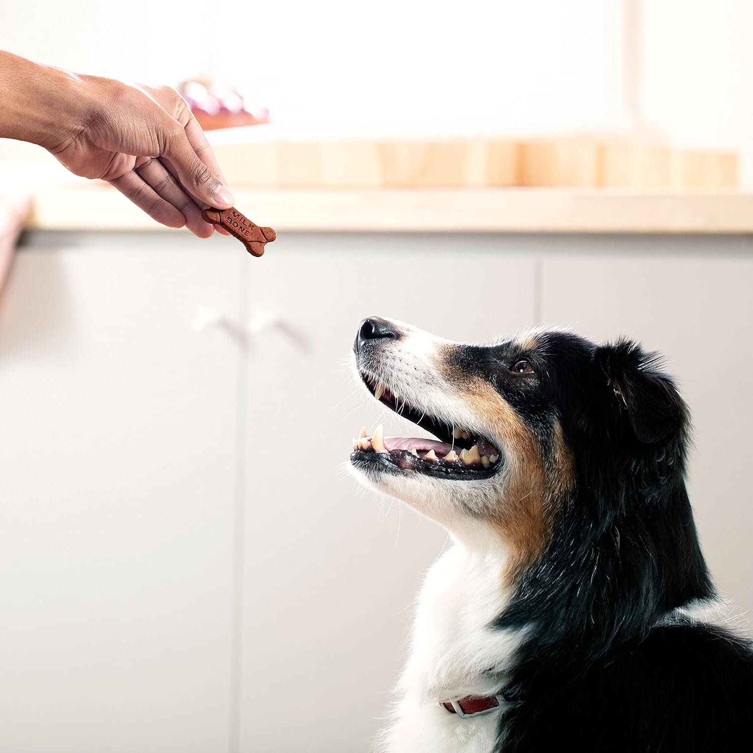 1727659916 700 Milk Bone Soft Chewy Dog Treats Beef Filet Mignon