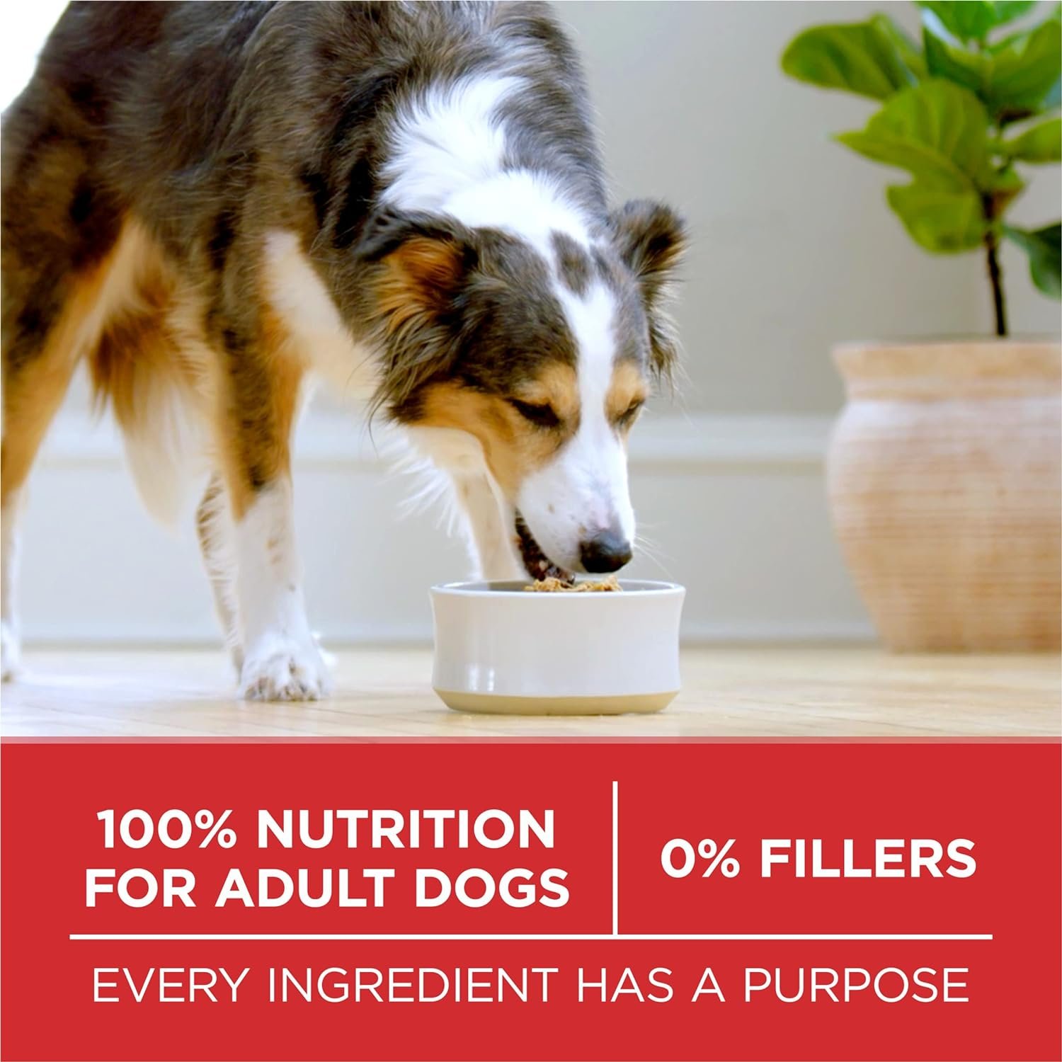 1727765801 217 Purina ONE Lamb and Rice Dry Dog Food 311