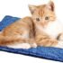 Cat Bed Blankets