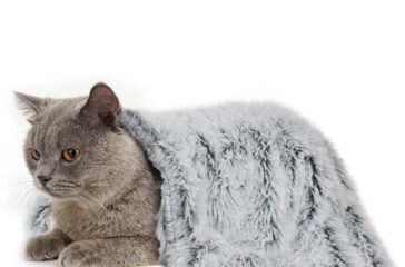 Cat Bed Blankets