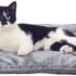 Cat Bed Blankets